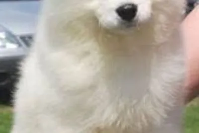פאזל של dog