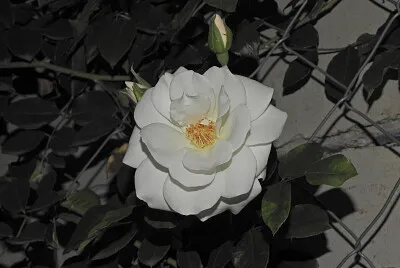 Rosa