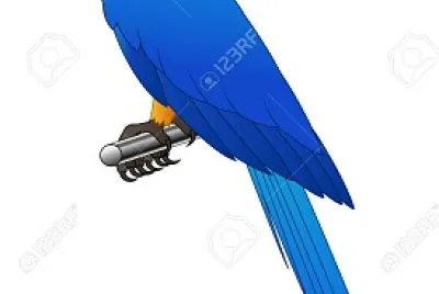 blue macaw puzzle
