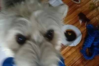 Animais de estimacao