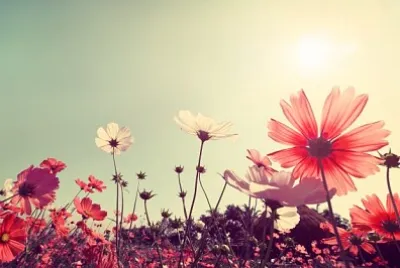 פאזל של Flowers!