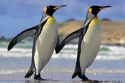 PingÃ¼inos jigsaw puzzle