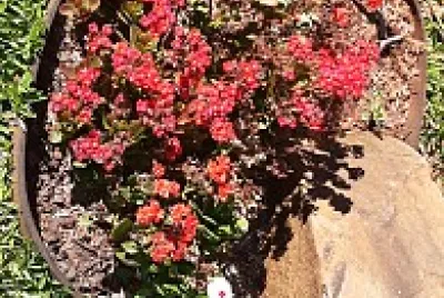 Flor