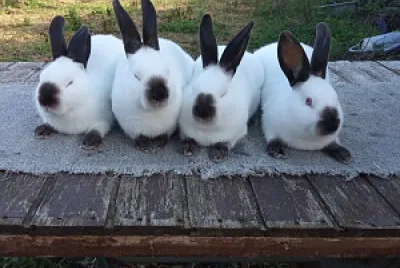 lapin russe
