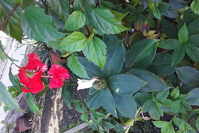 flores del jardin