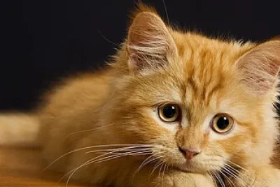 cute cat