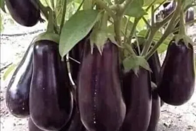 פאזל של imagem