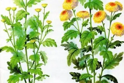 FLORI DE TOAMNÄ‚ jigsaw puzzle