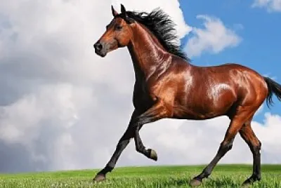 Arman el rompecabezas