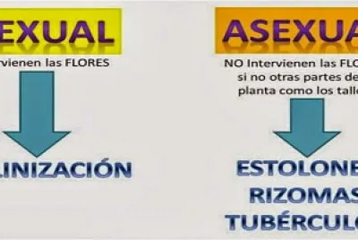 12 piezas