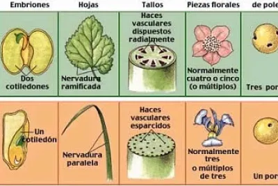 PLANTAS