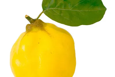 פאזל של Gutuie