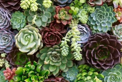 Foto jigsaw puzzle
