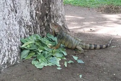 Iguana