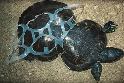 tortuga afectada