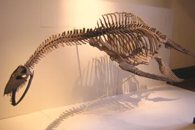 Elasmosaurio
