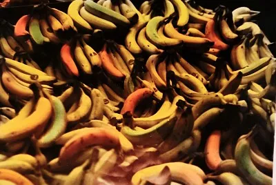 Bananas