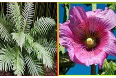 Plantas con semilla y sin semilla