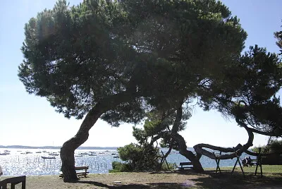 Vue Bassin d 'Arcachon
