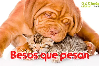 amor perruno