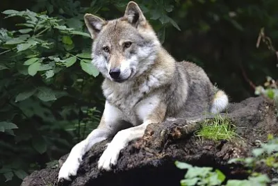 Wolf