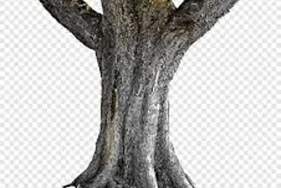 trunk