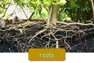 roots