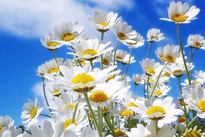 attivitÃ  jigsaw puzzle