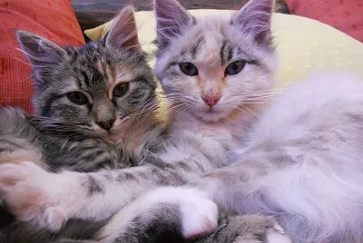 Mendoza cats