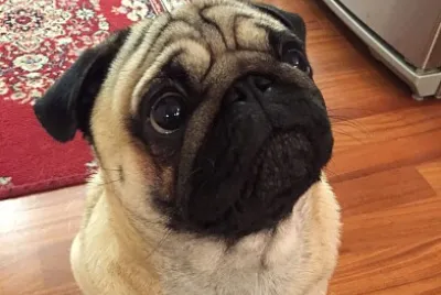 rhum the pug