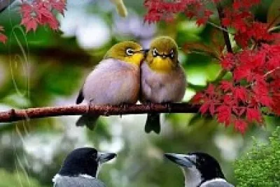 Animales