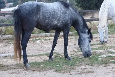 Messara