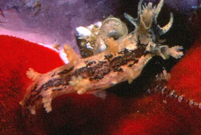 Tritonia manicata