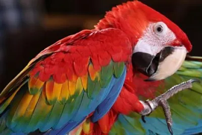 guacamayo rojo