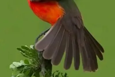 fly26