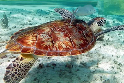 68.- TORTUGA RIVERA MAYA