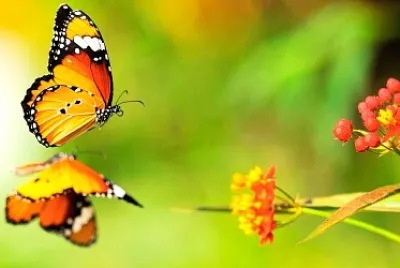 fly35