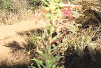 flor silvestre