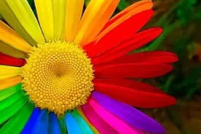 Colorful Flower