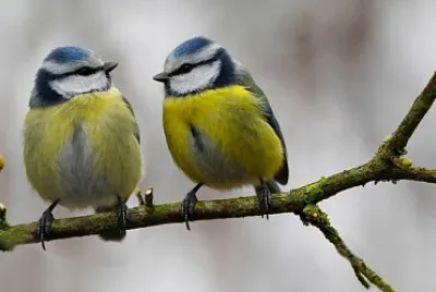 pajaros
