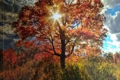 tree