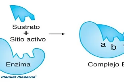 ENZIMA