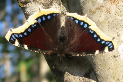 Vanessa antiopa
