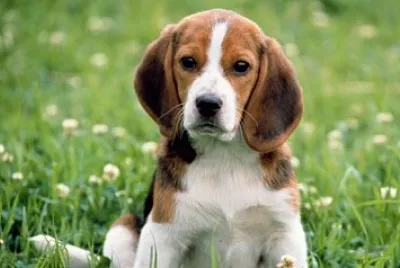 Perro
