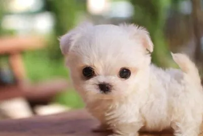 perrito