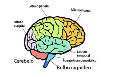 Cerebro ðŸ§ 