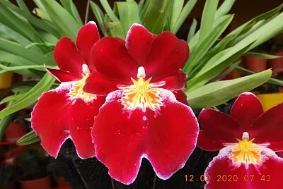 פאזל של FLOWERS