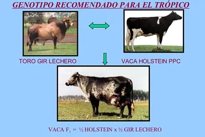 RAZA F1 GYROLANDO