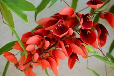 El Ceibo - Flor Nacional del Uruguay