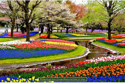 Magical gardens of Japan
